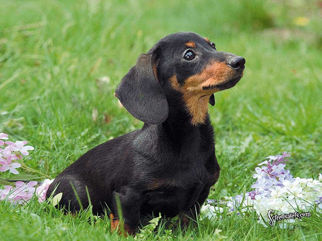World+dog+breeds+photos