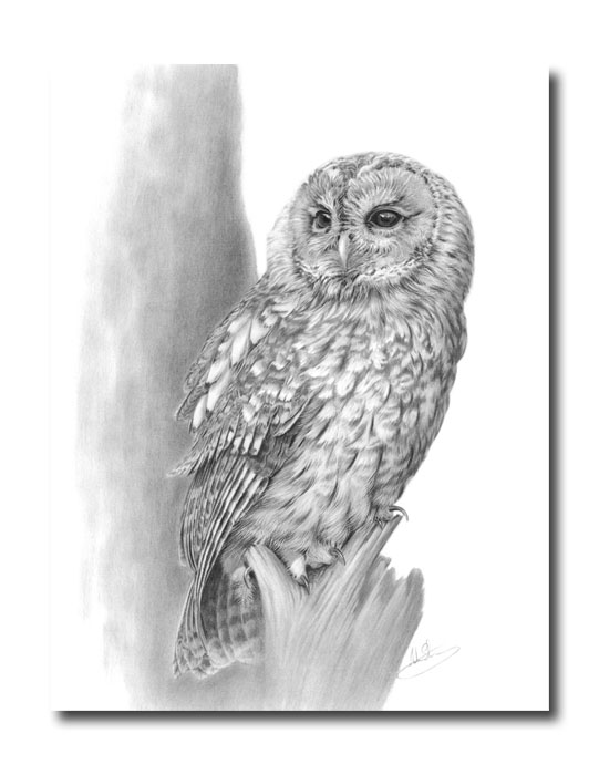 Nolon Stacey A Pencil Artist's Blog