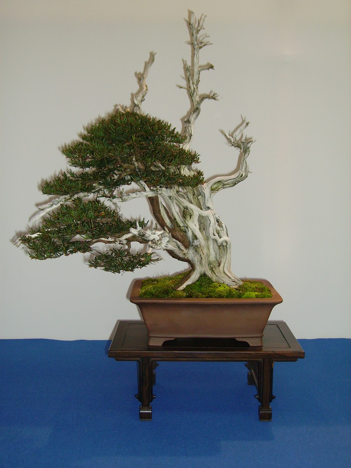 Japanese Yew Bonsai