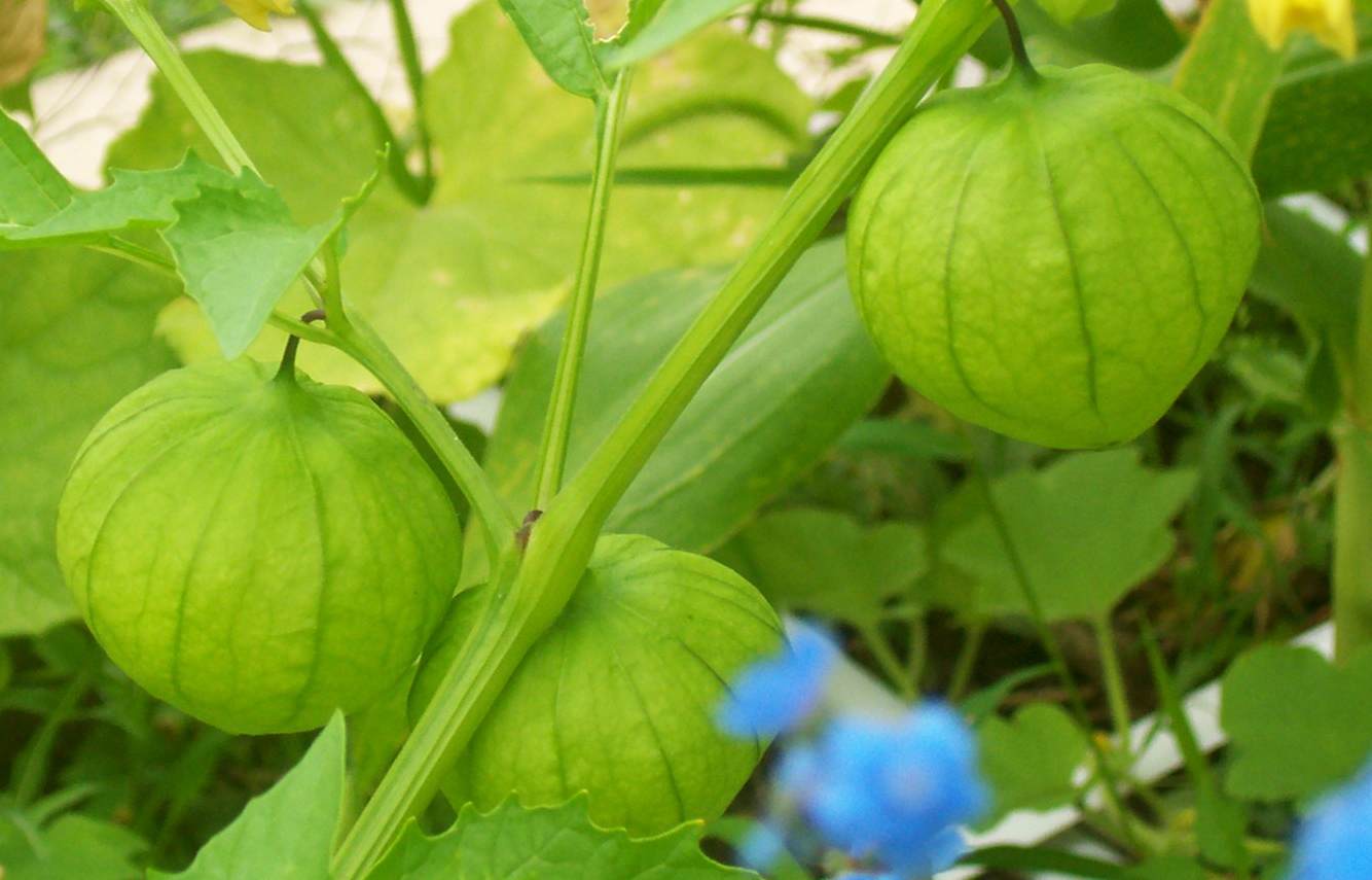[Tomatillos+Like+Chinese+Lanterns.JPG]