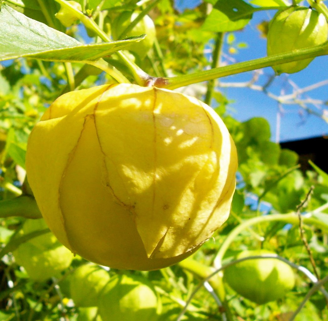 [Tomatillo+Ripe.JPG]