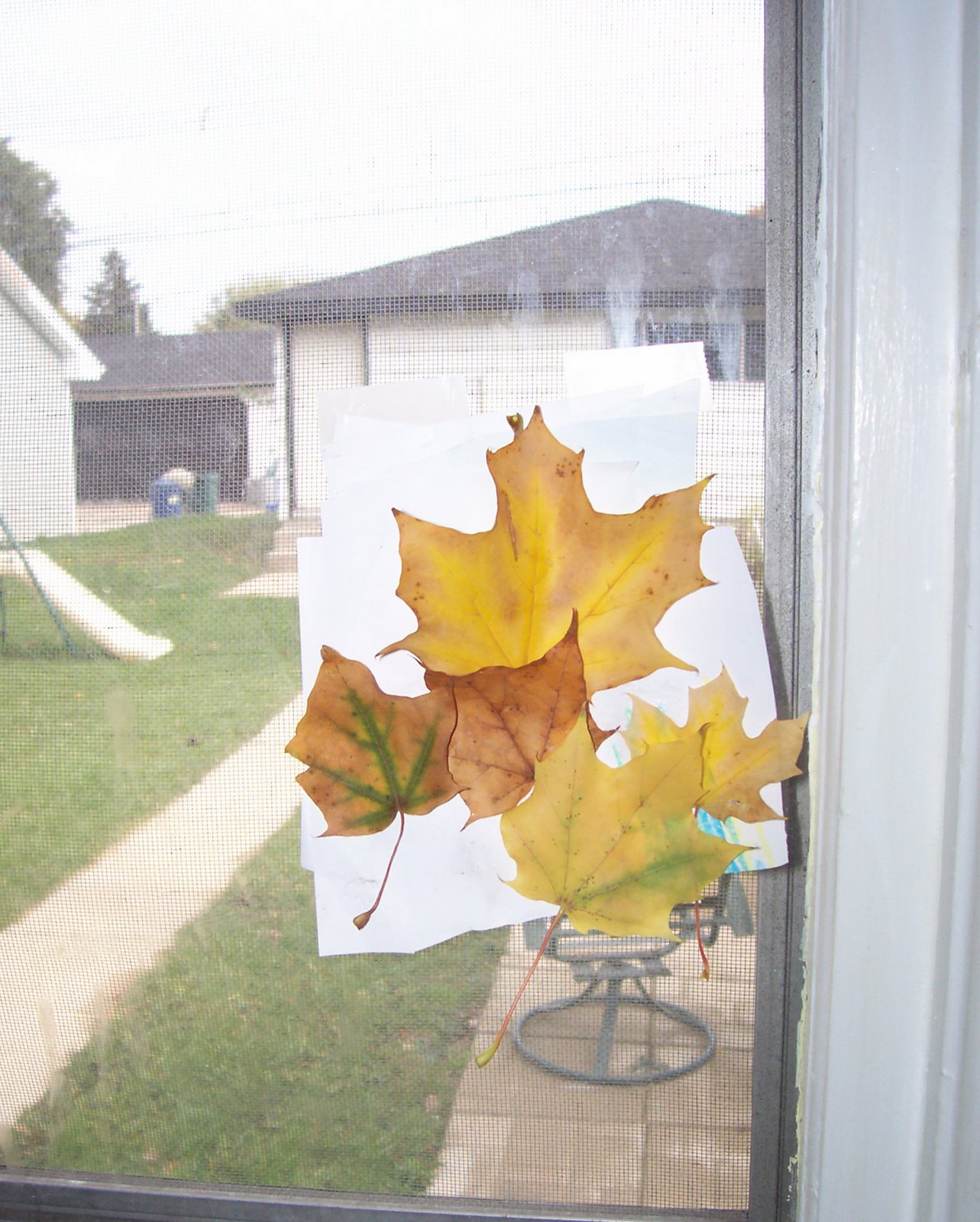 [E's+leaf+collage.JPG]