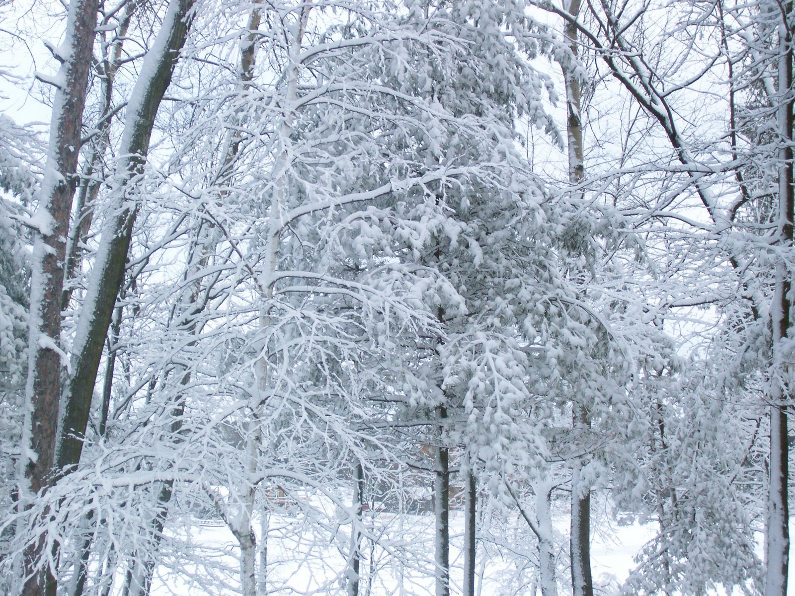 [Snow+After+Ice+Three.JPG]