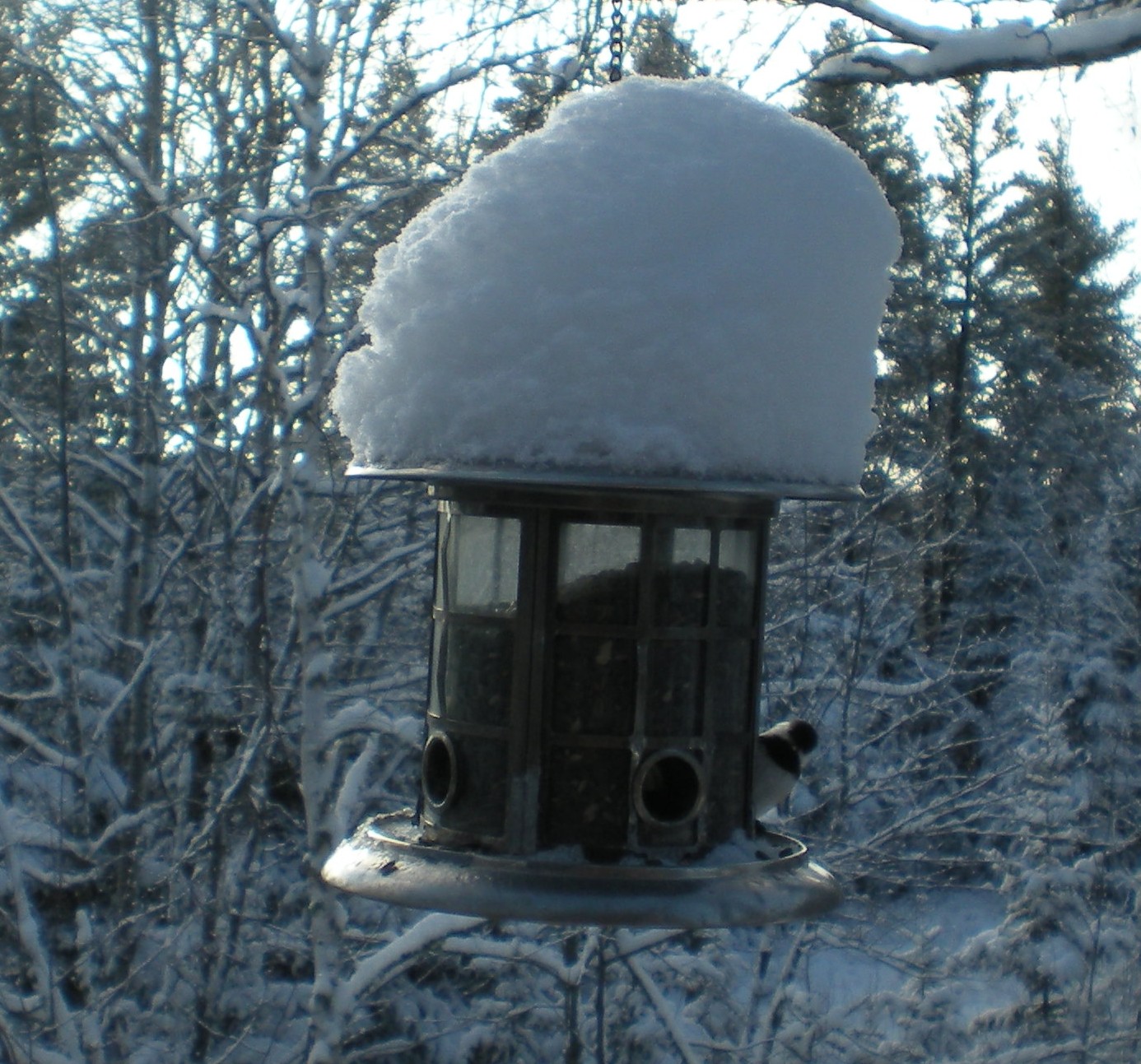 [chickadee+12-5-09.JPG]