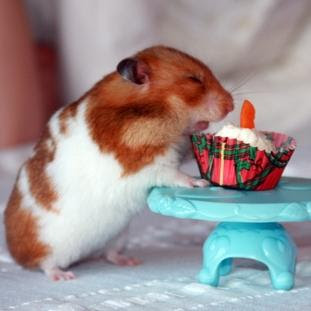 http://4.bp.blogspot.com/_btCMLwts3pM/TQnWiTM74LI/AAAAAAAAATw/MOgQa9tePp8/s400/hamster_birthday.jpg