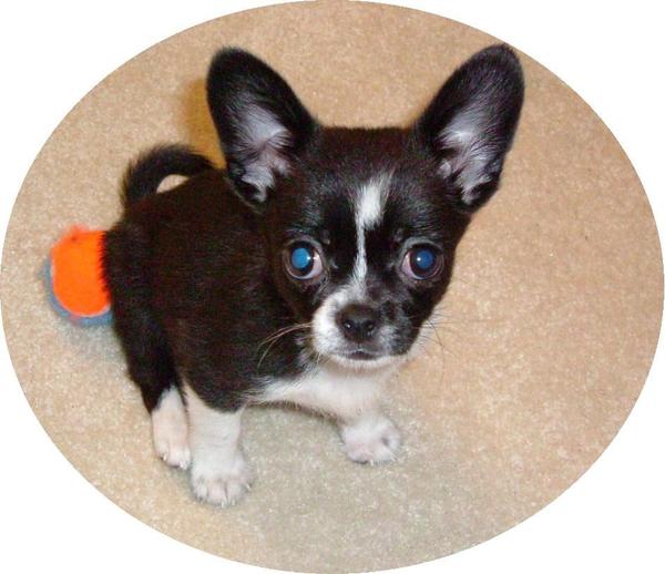 Black Pekingese Mix