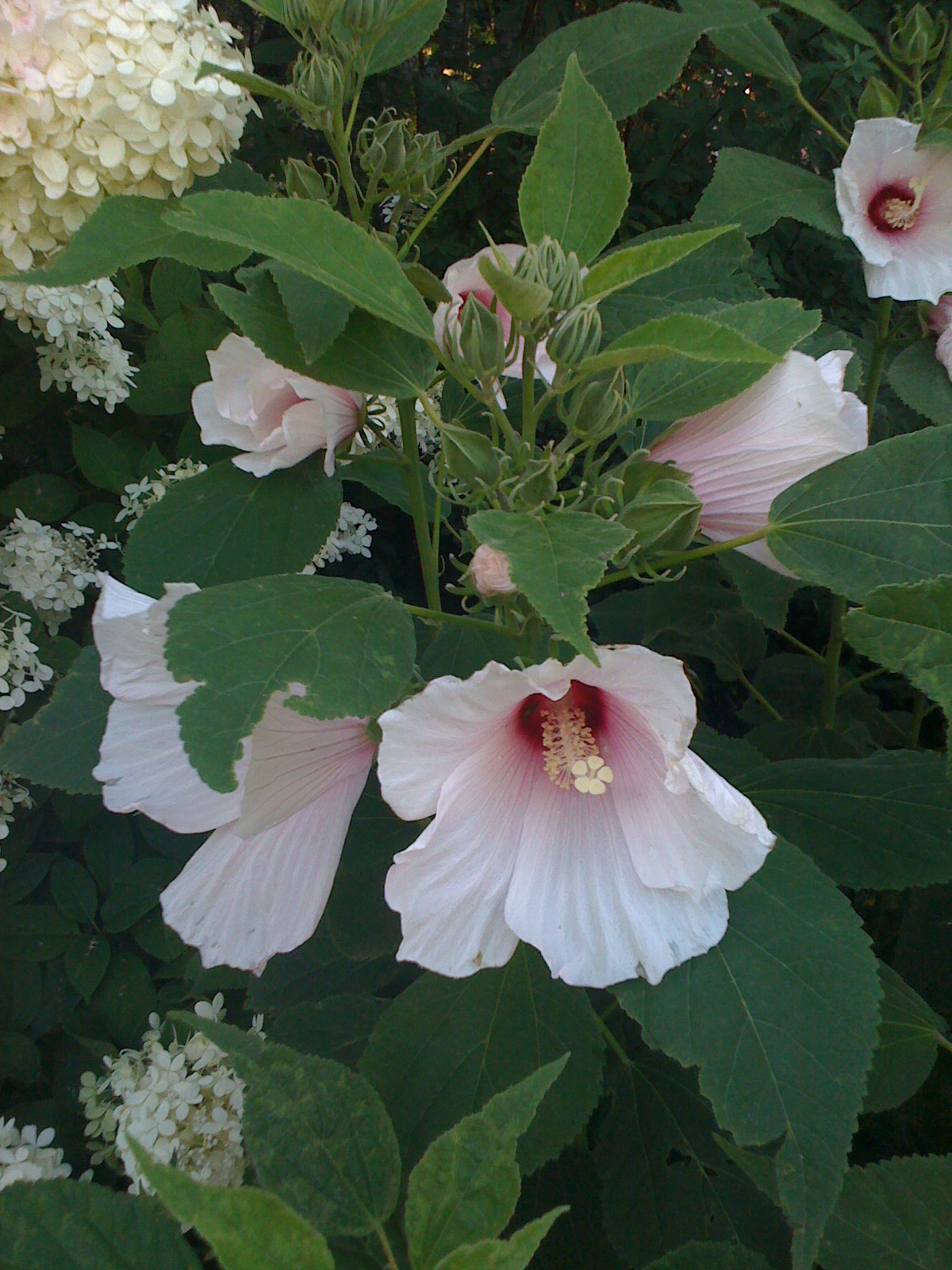 Journeys and Jonquils Plant Care Profile Swamp Rose Mallow (Hibiscus