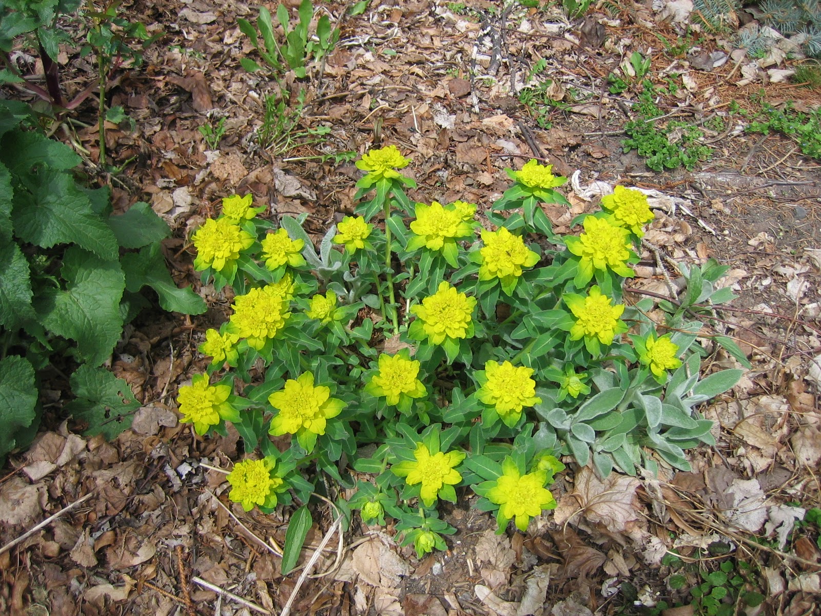 Journeys and Jonquils Plant Care Profile Cushion Spurge
