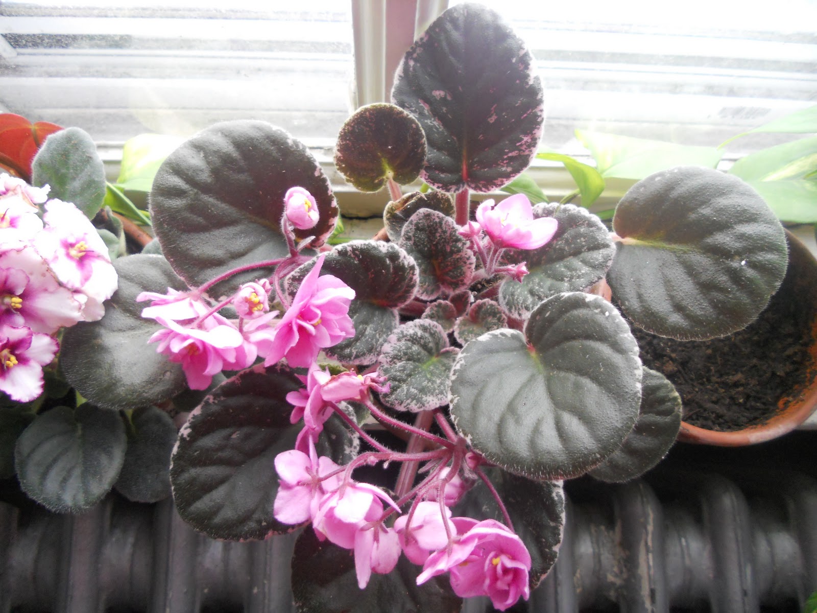 Red African Violet