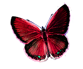 RecursosMF: Mariposas PNG