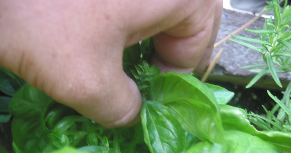 URBAN GROW Pinching basil plants