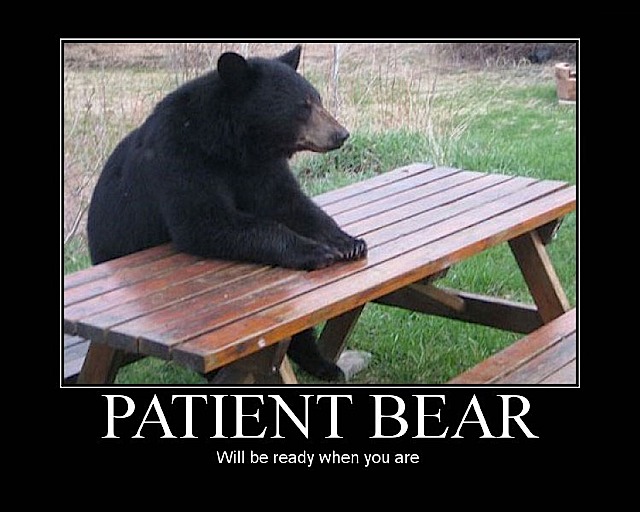 patient_bear.jpg