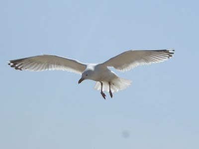 Seagull - St Ives Cornwall