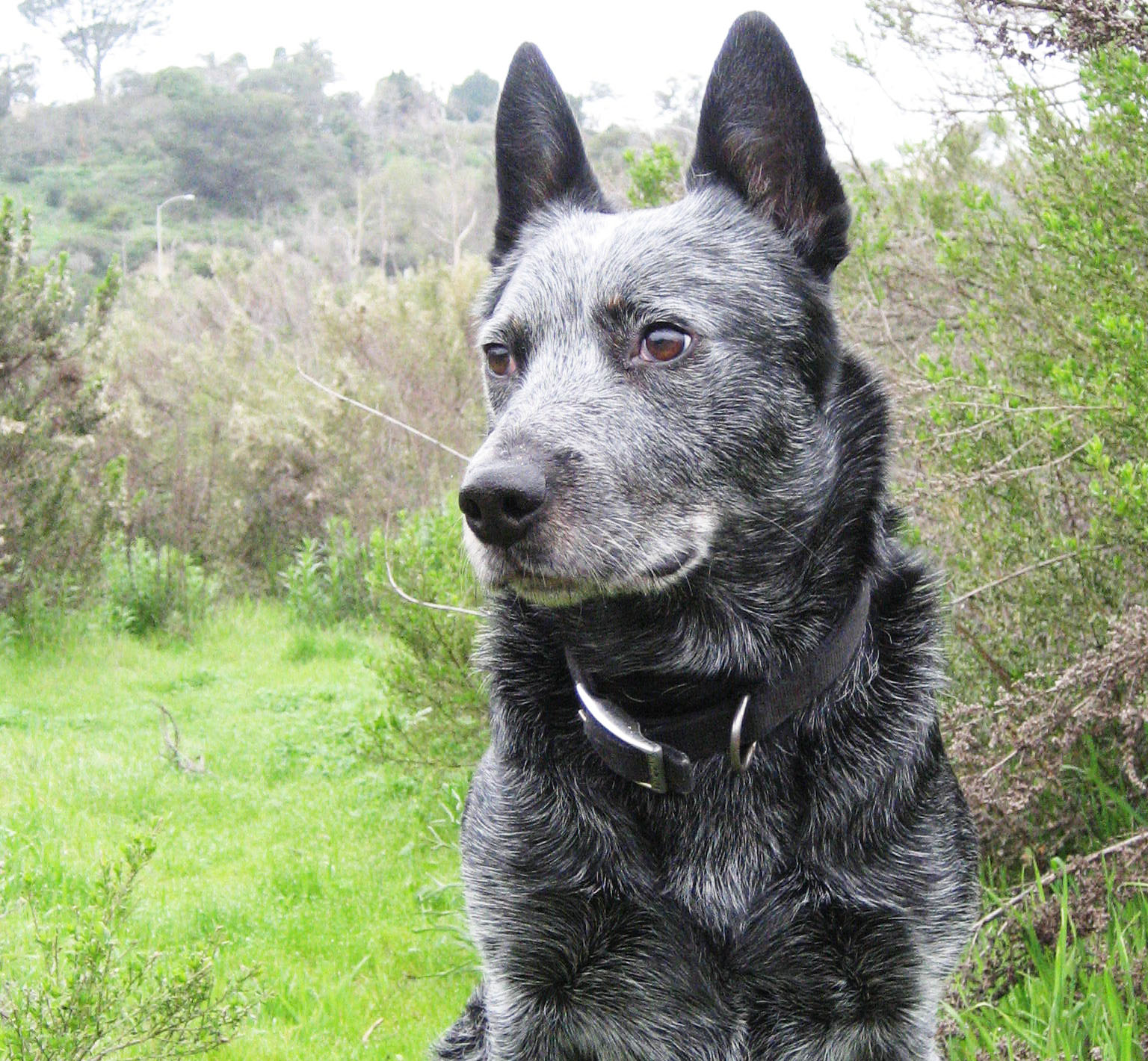 [bluedog.jpg]