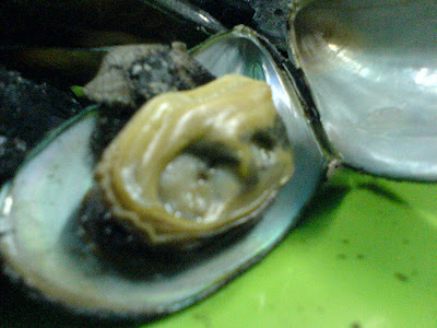 Siput Sudu