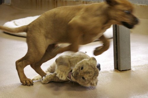 [puppy-vs-lion-09.jpg]