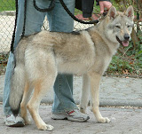 Elja von der Wolfsranch