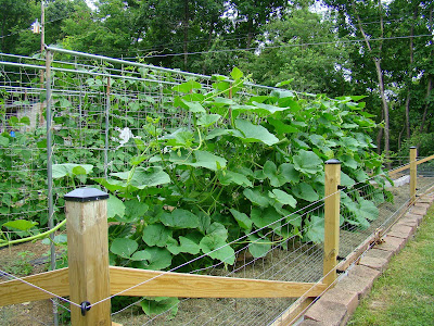 Lakota Squash