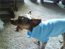 Who let the dogs out?