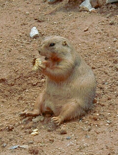 groundhog day eng corner groundhog day groundhog day eng corner groundhog day