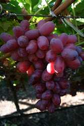 Growing A Grape Vine