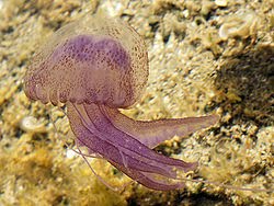 Pelagia Noctiluca