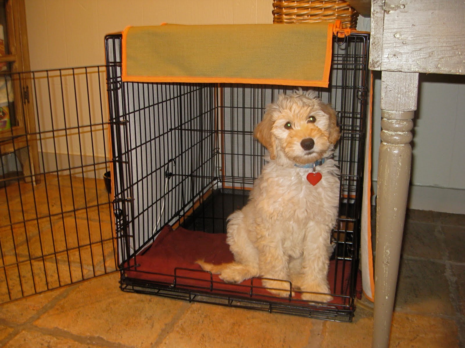 a walk through Designer Dog "Bedding"