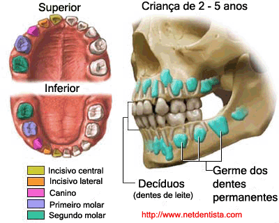 desenho de dente