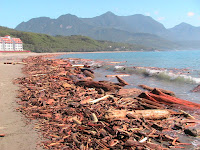 颱風過後，漂流木堆積在海岸的「盛況」， 左後方為完工的美麗灣飯店。 (照片由台東環境保護聯盟提供)
