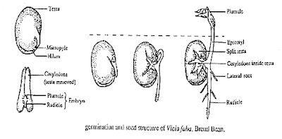 bean broad germination information seed plants seedling investigation pgce