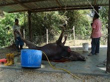 PROSES MENYEMBELIH DAN MELAPAH