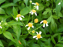 BIDENS ALBA