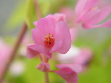 ANTIGONON LEPTOPUS