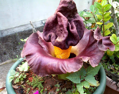 Big Smelly Flower