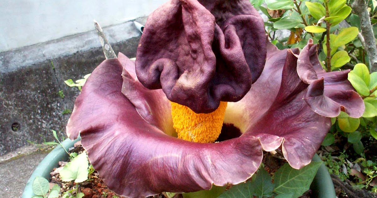 Good Morning Yesterday The smelly flower with obscene name