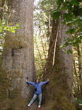 Big Trees!