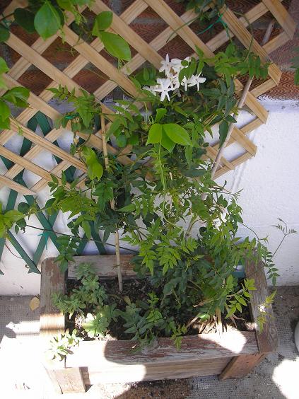 julieta planta