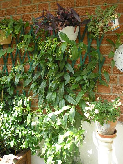 EL JARDIN DE PEPA: ARBUSTOS, HERBACEAS, ANUALES....