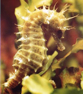 http://allaboutbodyart.blogspot.com/ seahorse_pic