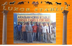 Welcome to Luxorstables