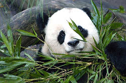 Panda en Extinción