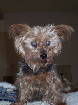 yorkie overweight news cary tennis should we euthanize the yorkie yorkie overweight news cary tennis should we euthanize the yorkie