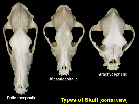 Dog S Head Getting Bony Dog S Head Getting Bony