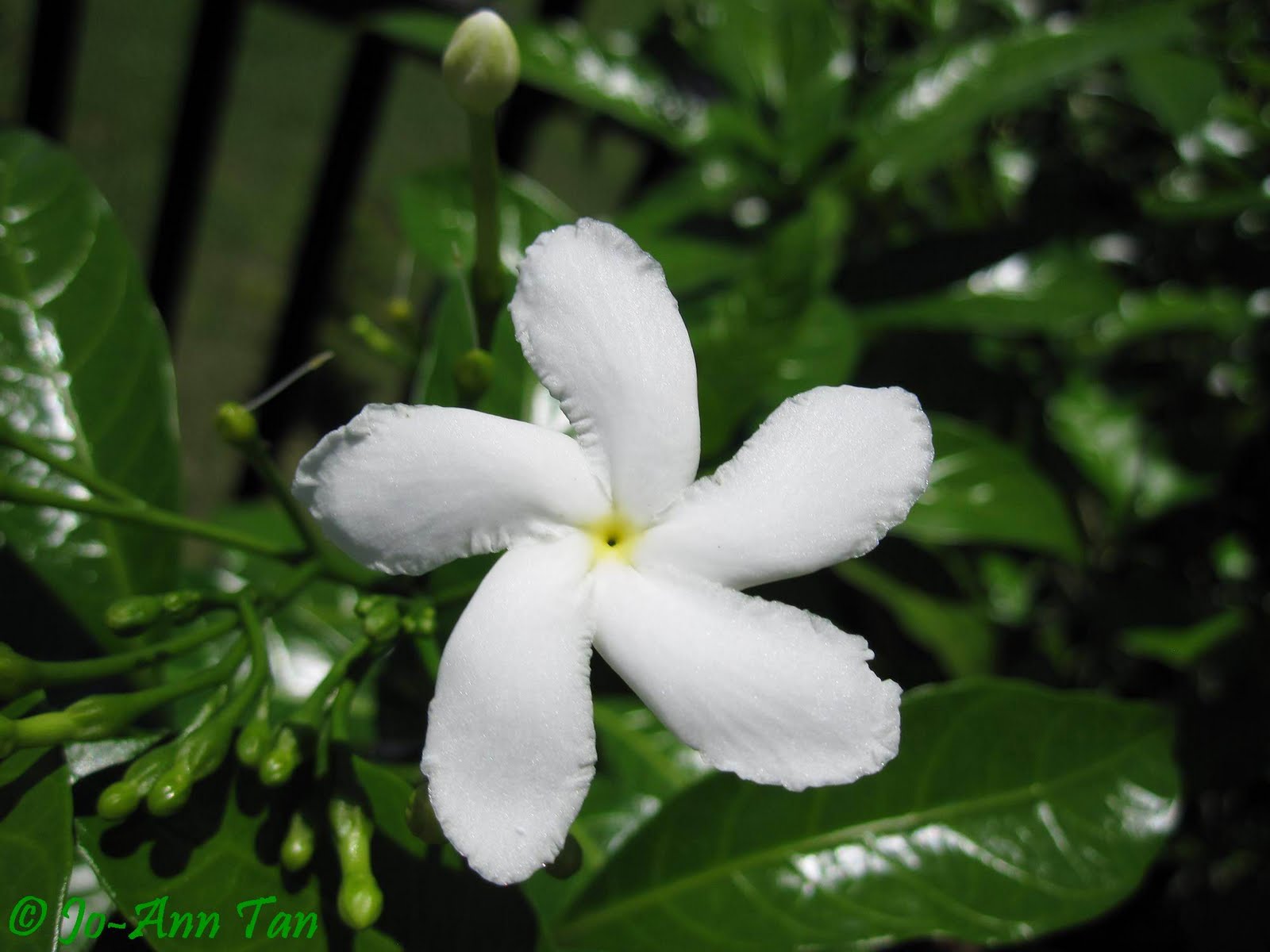 Beautiful Jasmine Flower