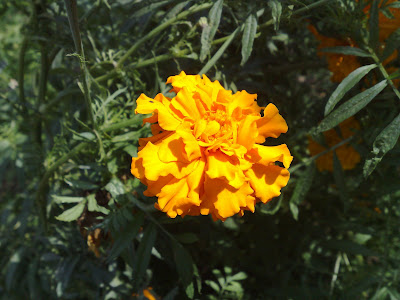 Unknown Yellow Flower 4