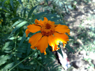 Unknown Yellow Flower 5