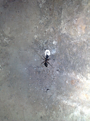Ant in Labour