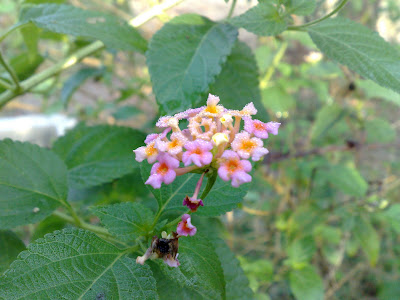 Ghaneri Flower
