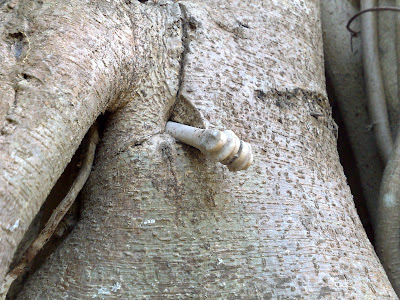 Bone embedded in the Banyan Tree
