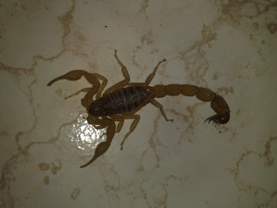 It's in my Nature to bite, i can't help it - Scorpion